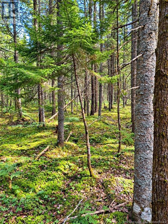 Lot 26-02 Bateman Mill Road, Saint-Philippe, New Brunswick E1H 1T3 - Photo 11 - NB150326