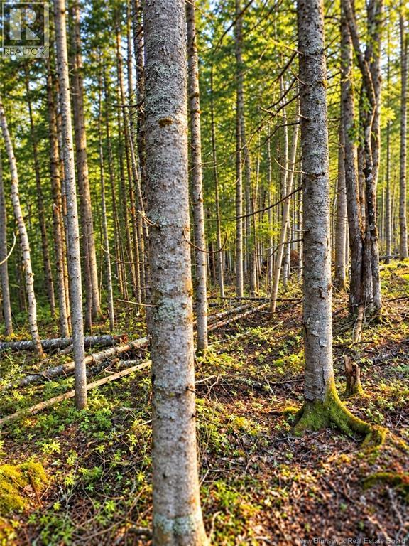 Lot 26-02 Bateman Mill Road, Saint-Philippe, New Brunswick E1H 1T3 - Photo 5 - NB150326