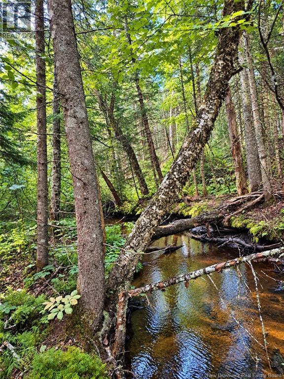 Lot 26-02 Bateman Mill Road, Saint-Philippe, New Brunswick E1H 1T3 - Photo 6 - NB150326