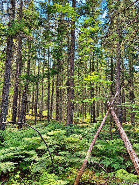 Lot 26-02 Bateman Mill Road, Saint-Philippe, New Brunswick E1H 1T3 - Photo 7 - NB150326
