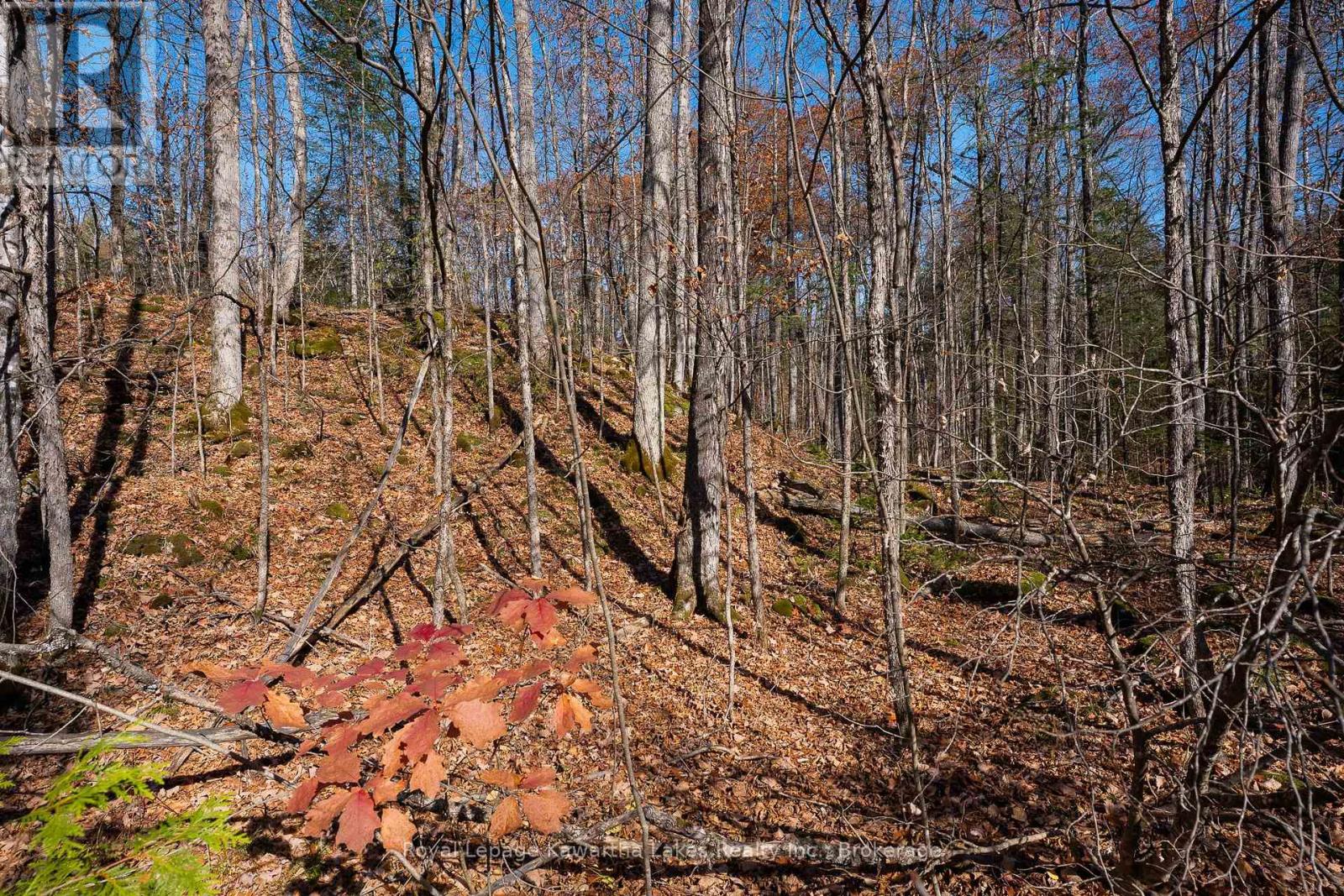 18 Hugill Road, Kawartha Lakes, Ontario  K0M 1K0 - Photo 7 - X14123706